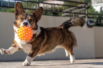 Joyful dog with a toy in his mouth