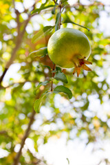 A close-up of an unripe white pomegranate hanging from a branch of the tree in the garden.