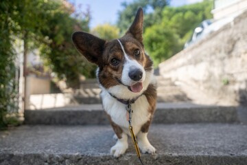 The cutest  Cardigan Welsh Corgi