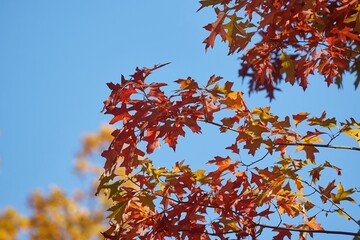 Autumn forest detail, colorful leaves