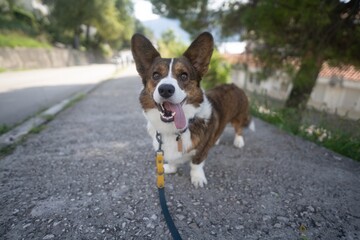 Cory the dog stands on the sidewalk