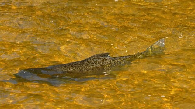 Salmon spawning, adult salmon return to their natal freshwater habitats to lay their eggs. Fish swim upstream against strong currents waterfalls. Ganaraska River, Corbett's Dam, Port Hope, Ontario.