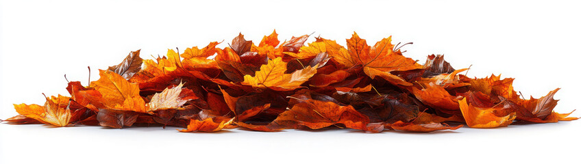 Fototapeta premium Pile of autumn leaves isolated on white background 