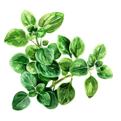 Watercolor vector of Oregano, isolated on a white background, and Oregano vector