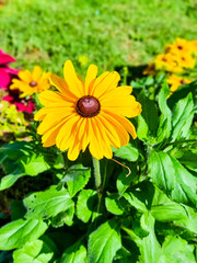 Panama, Boquete, sunflower in foreground