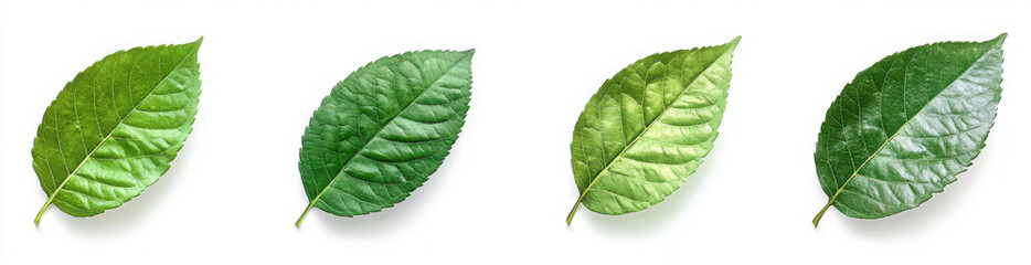 Obraz premium Set of top view lay flat Green leaf on transparency background PNG 