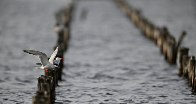 Brandseeschwalben sitzen auf Buhnen am Schwarzen Meer // Sandwich terns sitting on groynes (Thalasseus sandvicensis) 