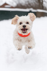 Small white dog jumps happily in the snow, wearing a red scarf
