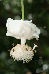 Fleur blanche de baobab avec des abeilles