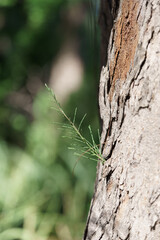 bourgeon sur tronc d'arbre