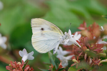 abelia and cabbage white