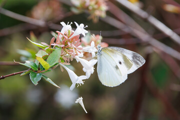 モンシロチョウとアベリア