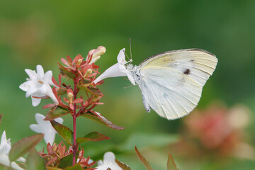 abelia and cabbage white