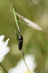 insecte sur tige de plante dans la nature