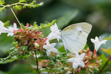 モンシロチョウとアベリア