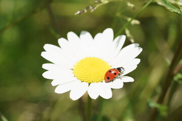 coccinelle rouge sur fleur de marguerite blanche