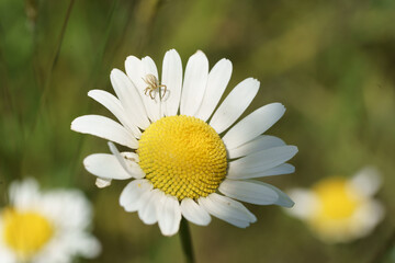 petite araignée posée sr une fleur de pâquerette