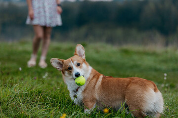 A Pembroke Welsh Corgi dog holds a tennis ball. A dog in nature at dawn. A dog against the background of the mistress's legs.