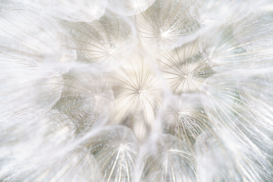 c&oelig;ur de fleur de pissenlit 