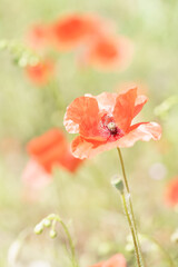 fleur de coquelicot dans un champs