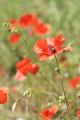 fleur de coquelicot dans un champs