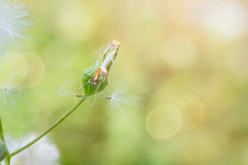 Seeds from an american burnweed plant gently float away