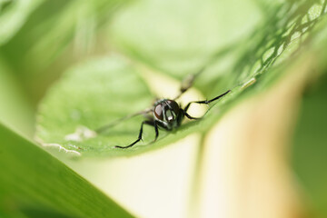 mouche rouge posée sur un brin d'herbe