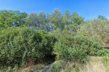 bushes and trees in autumn