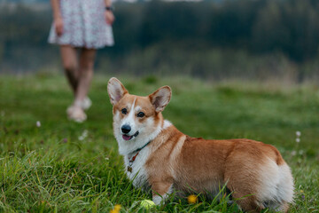 A Pembroke Welsh Corgi dog poses for the camera. A dog in nature at dawn. A dog against the background of the mistress's legs.