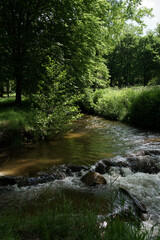 ruisseau qui coule dans la forêt