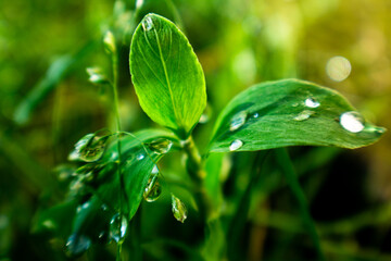 The Beautiful and Elegant side off Nature