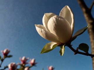 Time-lapse of a magnolia blossom blooming.