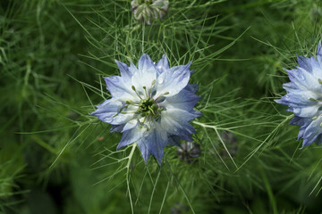 Fleur bleu sous la rosée