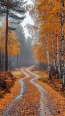 Fototapeta premium Golden Autumn Birch Forest with Sunlit Path