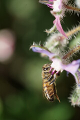 Abeille sur fleur de bourrache