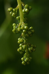 grappe de raisin en bourgeions
