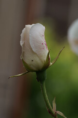 bouton de rose blanche
