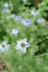 champ de fleurs bleues