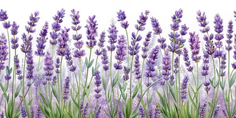 Obraz premium Watercolor Painting of Lavender Flowers, Watercolor, Floral, Purple, Lavender ,lavender field ,lavender art