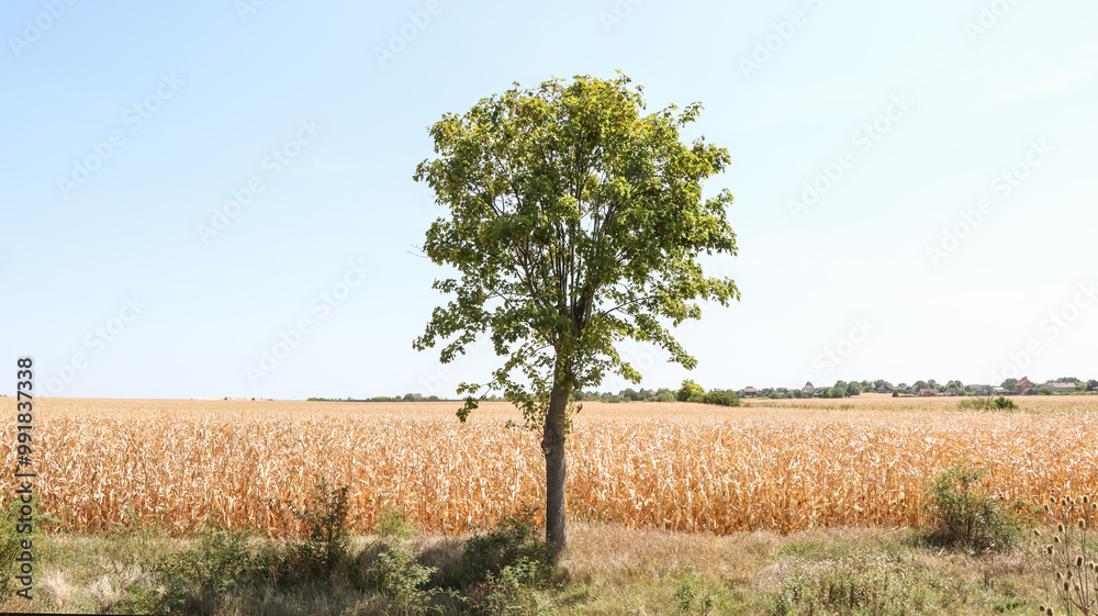 Wall mural a young lonely tree against the background of a golden field of ripe corn, close-up. the harvest sea