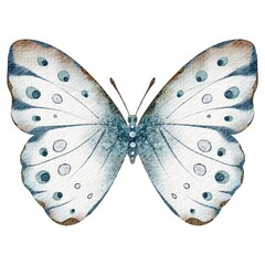 Butterfly Polyphemusand watercolor illustrations. Drawing of insect with light blue Wings on isolated background. Hand drawn clip art of Morpho for cards and icons. Vintage aquarelle sketch of animal.