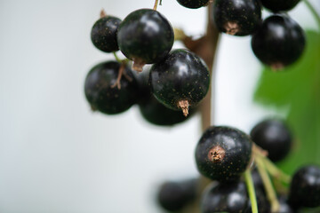 Freshly Picked Blueberries Ready for Harvest: Natures Sweet Delight.