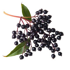  Berries - Elderberry. A cluster of Elderberries on a small branch with a few leaves, isolated on transparent backdrop.