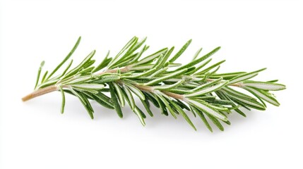 Fototapeta premium aromatic rosemary sprigs isolated on crisp white background detailed macro shot reveals textures and essential oil droplets soft shadows add depth