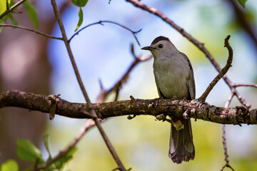 A gray catbird sits on a branch in the early summer.