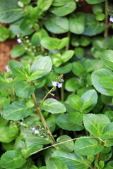 Veronica beccabunga grows in nature