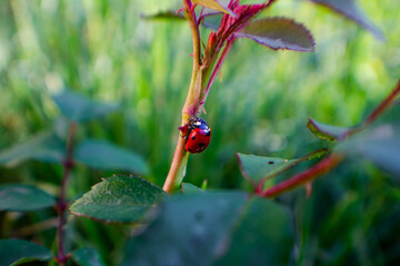 Exploring the Wonders of Wildlife