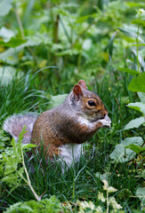 Sweet Dessert Home Made Fresh