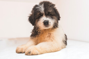 Portrait of a Fluffy Bernese Mountain Dog Puppy