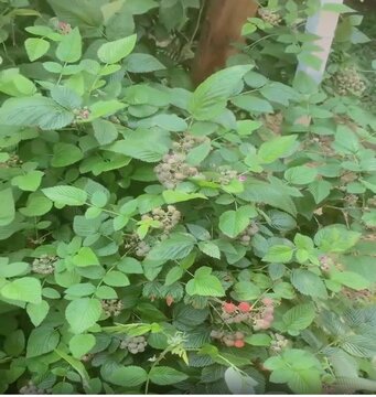 Amora.fruta doce e vermelhas saudavel. diet. Rubus rosifolius